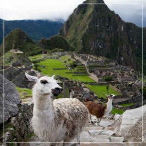 machupicchu-llama